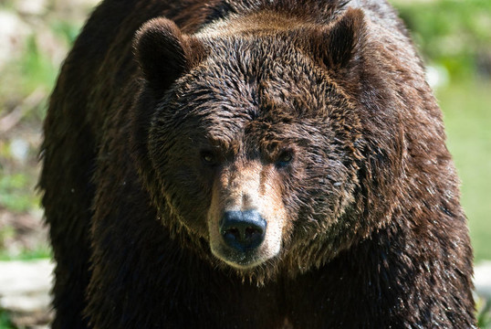 棕熊（Ursus arctos以后。）