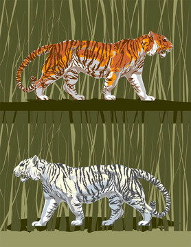 tiger_001