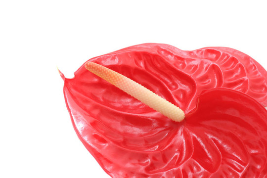 紅掌