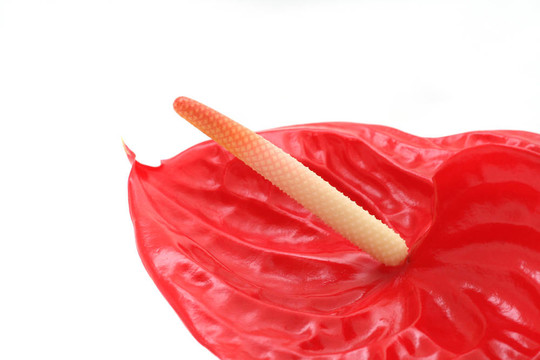 紅掌