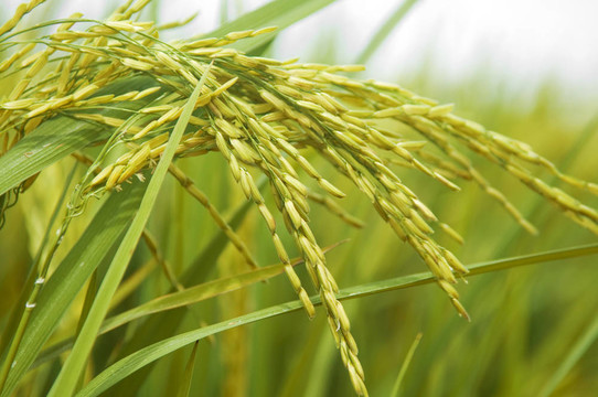 Paddy rice。