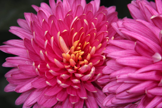 粉紅色的菊花