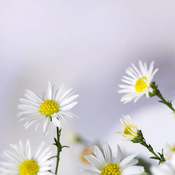雛菊