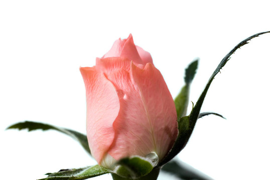 玫瑰花蕾