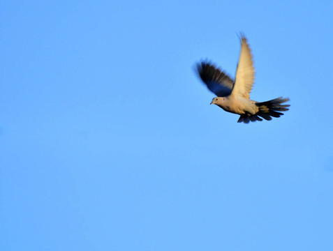 灰斑鳩
