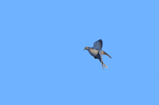 灰斑鳩