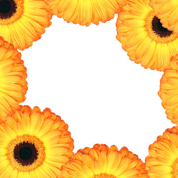 菊花花境