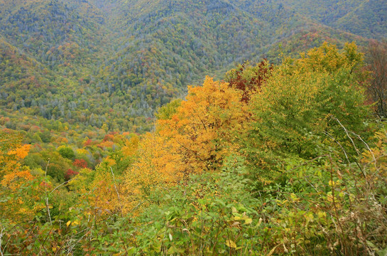 秋天的顏色，在大煙山