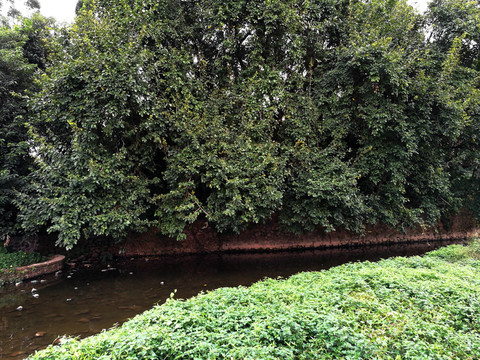 深圳東湖公園
