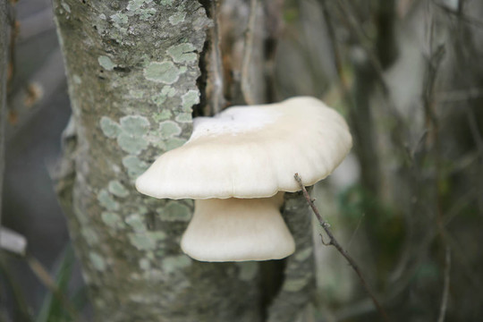 白蘑菇