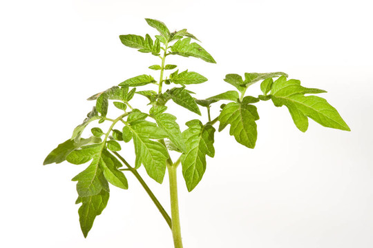 番茄