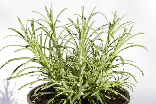 咖喱植物