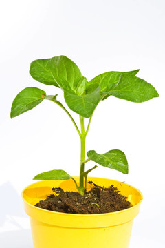 辣椒屬植物