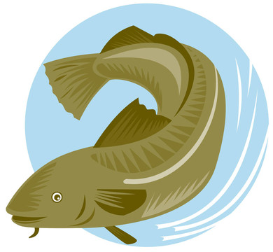 鯰魚(yú)