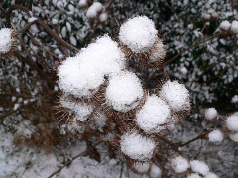 薊