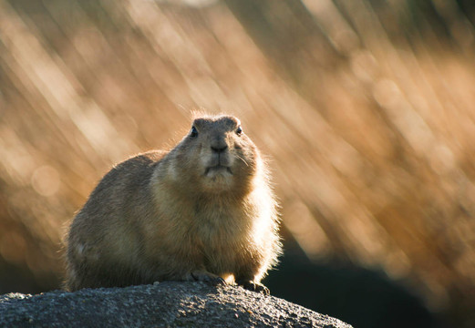 在冬天的陽光prairiedog