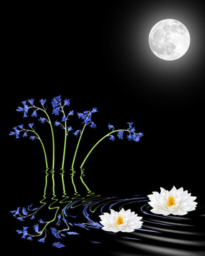 月光下的風(fēng)鈴草和Lily Flowers