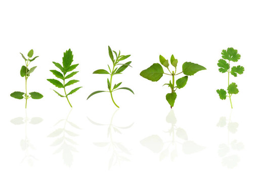 草本植物，葉的選擇
