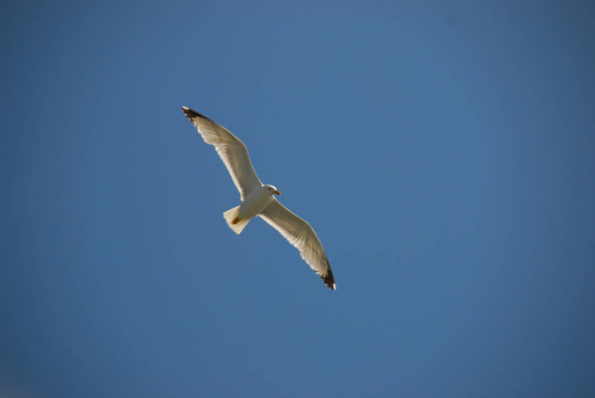 白色的鳥