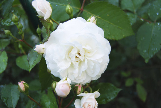 開(kāi)放白玫瑰花