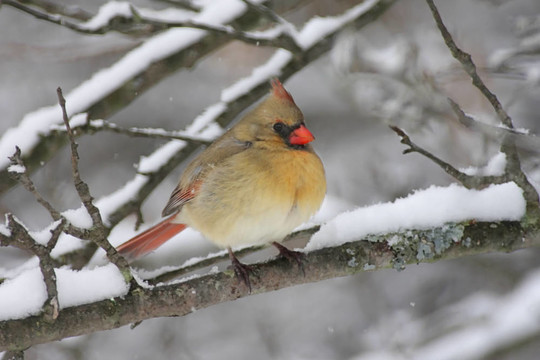 紅衣主教In Snow
