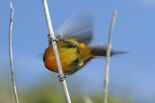橙胸花蜜鳥