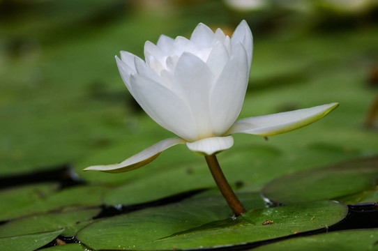 水百合