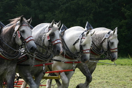 percherons