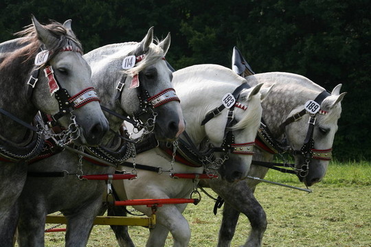 percherons