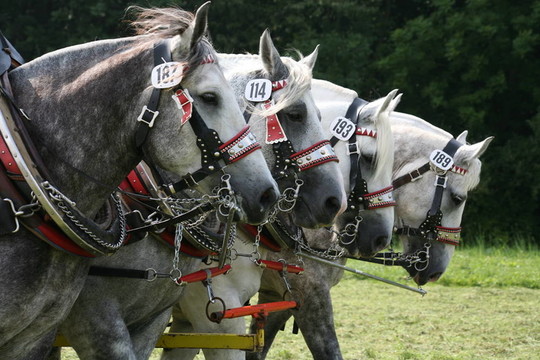percherons