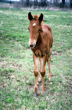 g-2241馬/ Colt Brown