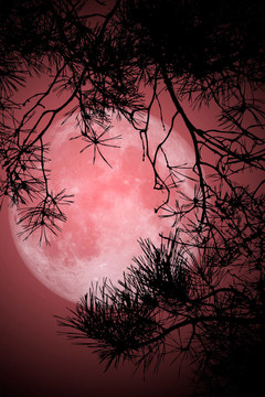 全Moon Night