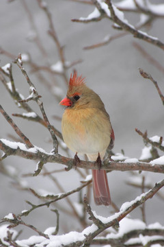 紅衣主教In Snow