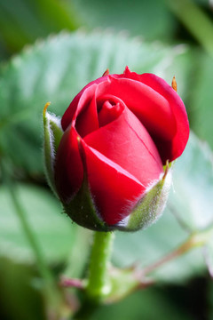 紅玫瑰花蕾