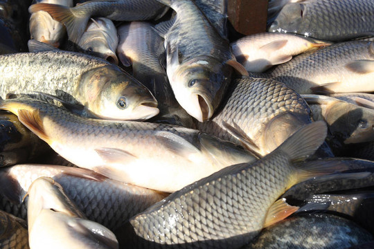 捕食活魚