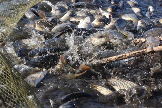 捕食活魚