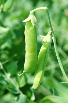 豌豆莢