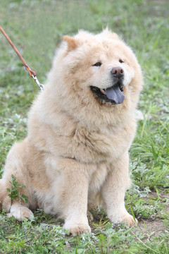 松獅犬