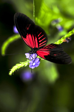 紅蝴蝶Heliconius多拉