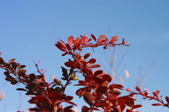 紅色的秋葉和蔚藍的天空
