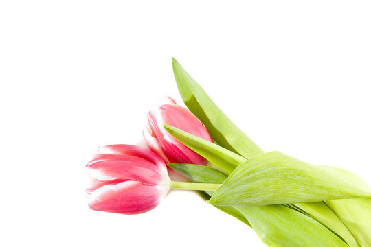 粉紅色的郁金香