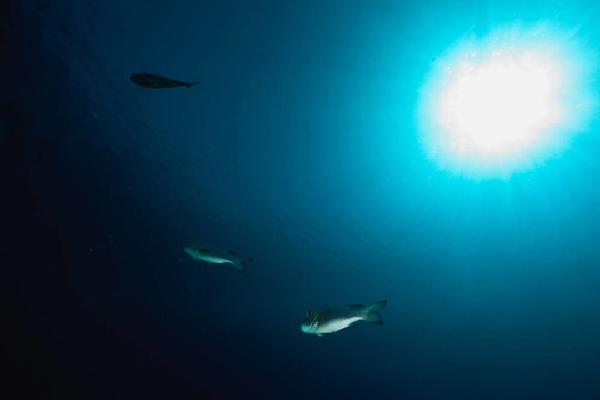 海洋和魚