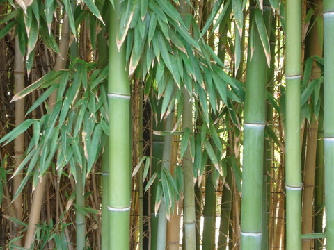 竹