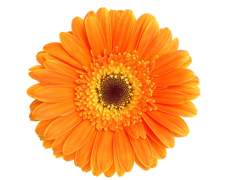 Orange gerbera分離