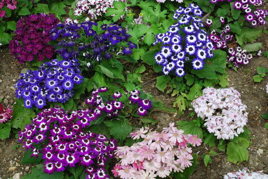 在公園的五顏六色的雛菊