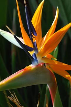 sterlitzia植物在公園