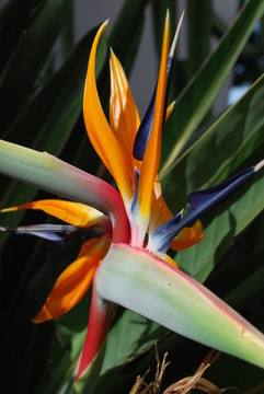 sterlitzia植物在公園