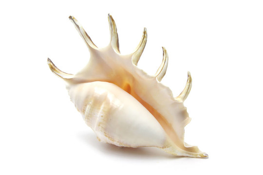 蜘蛛螺的貝殼