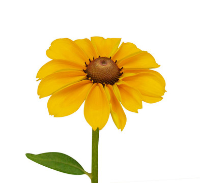 金光菊
