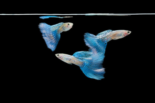 游泳的魚
